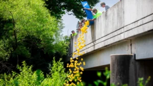 Ducks being dropped from the bridge into the Brandywine River.
