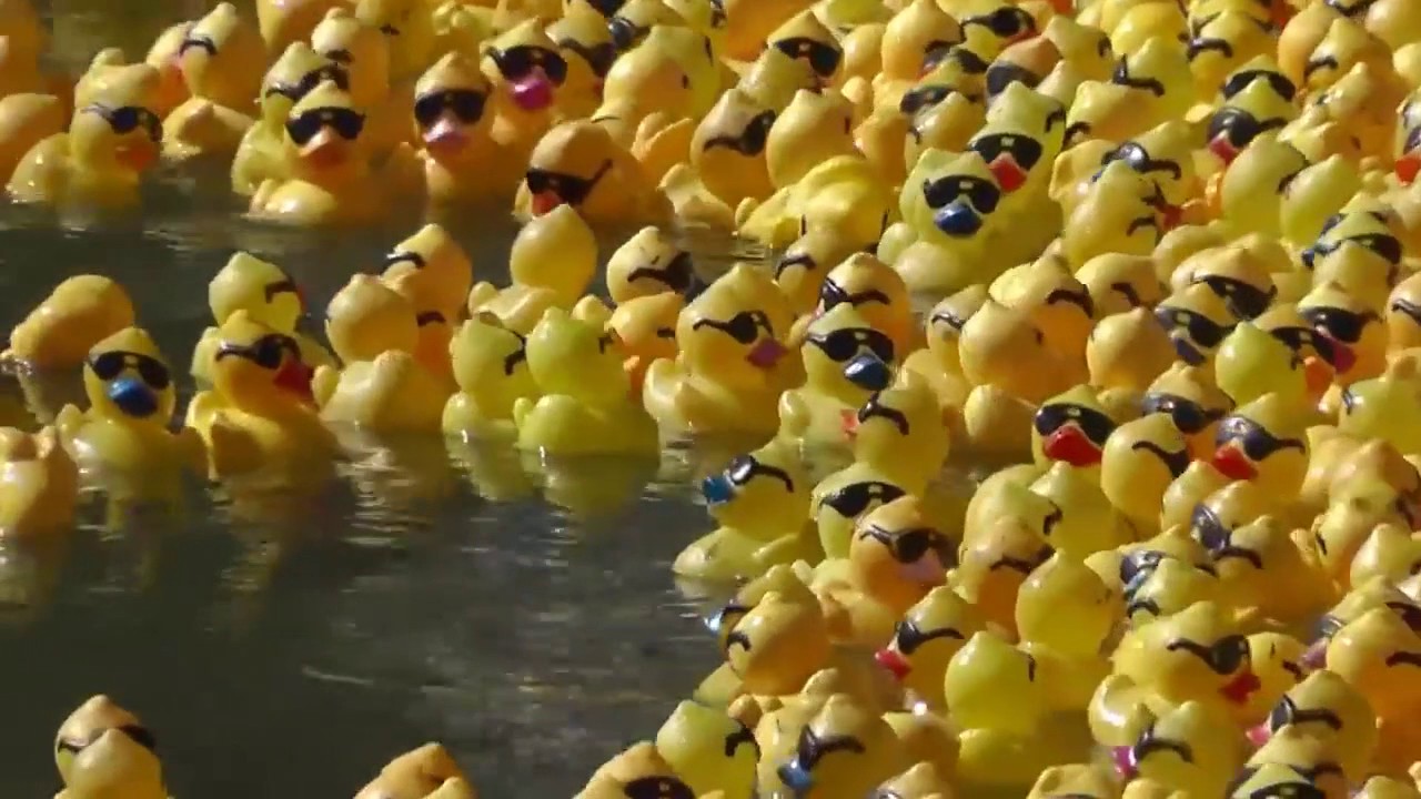 The Mighty Duck Race